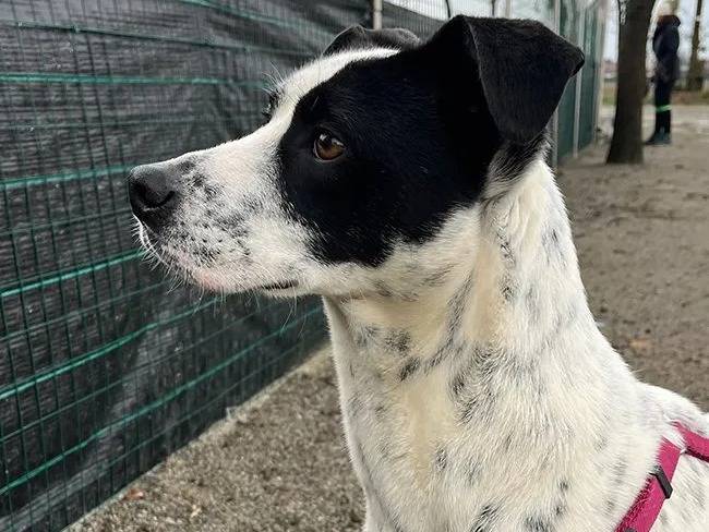 Adozione cane, maschio, meticcio, 4 anni e 9 mesi, taglia media contenuta, Milano