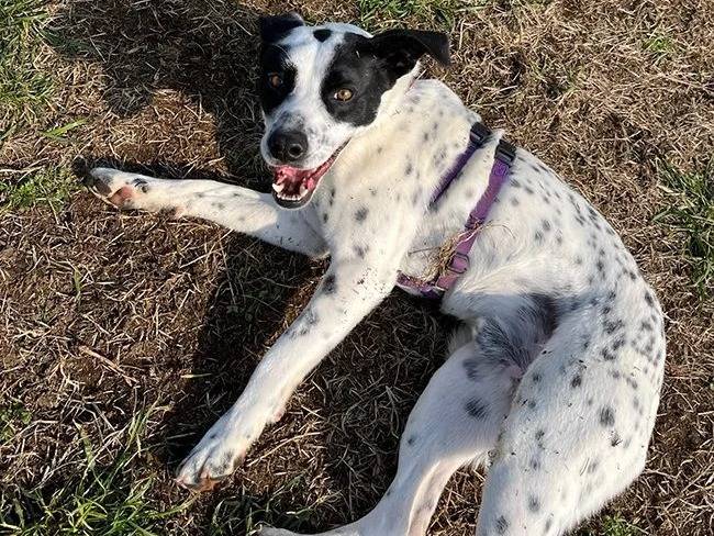 Adotta un cane, maschio, 4 anni e 9 mesi, Milano