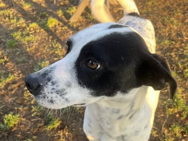 Adotta un cane, taglia media contenuta, maschio, Milano