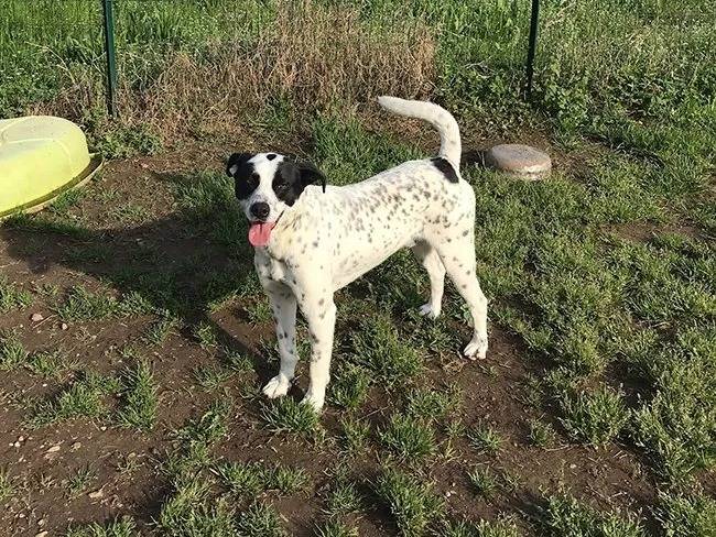 Vuoi adottare un cane a Milano?