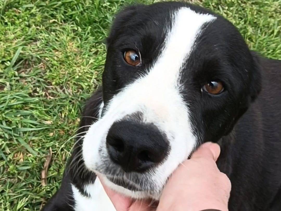 Adotta un cane, maschio, 2 anni  e 11 mesi , Pavia