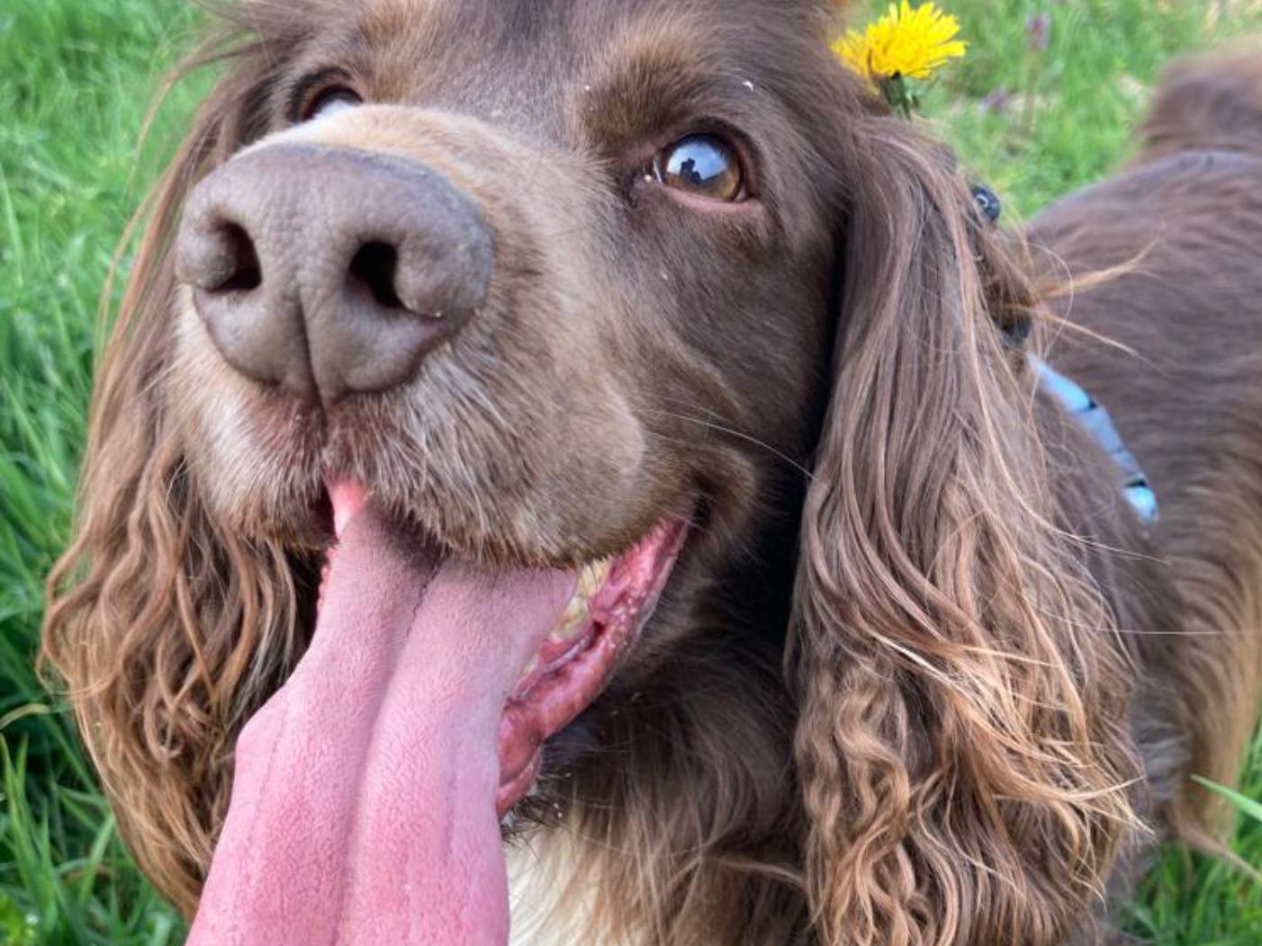 Adotta un cane, maschio, 11 anni  e 9 mesi , Lodi