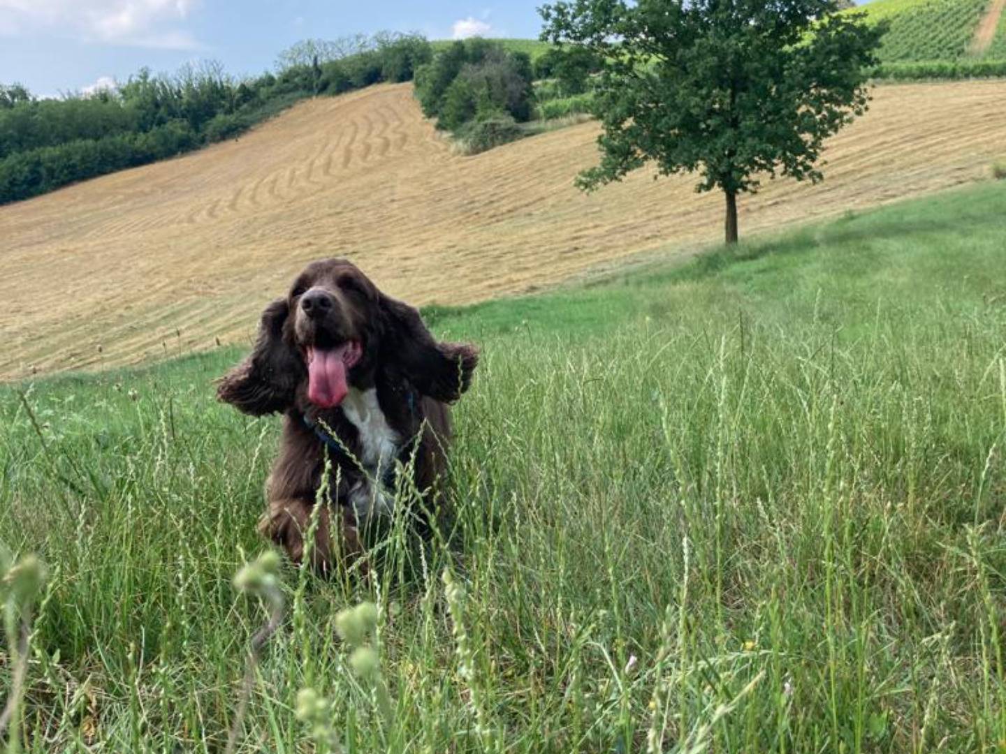 Vuoi adottare un cane a Lodi?