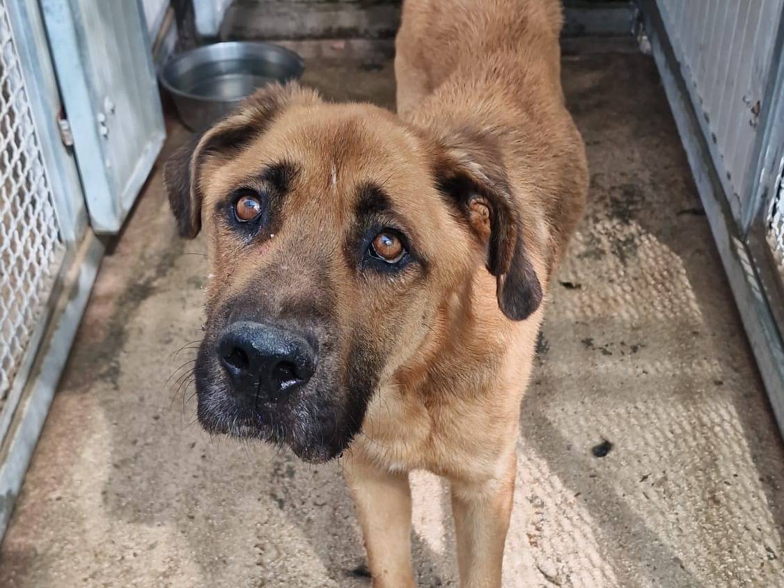Adotta un cane, maschio, 3 anni , Taranto
