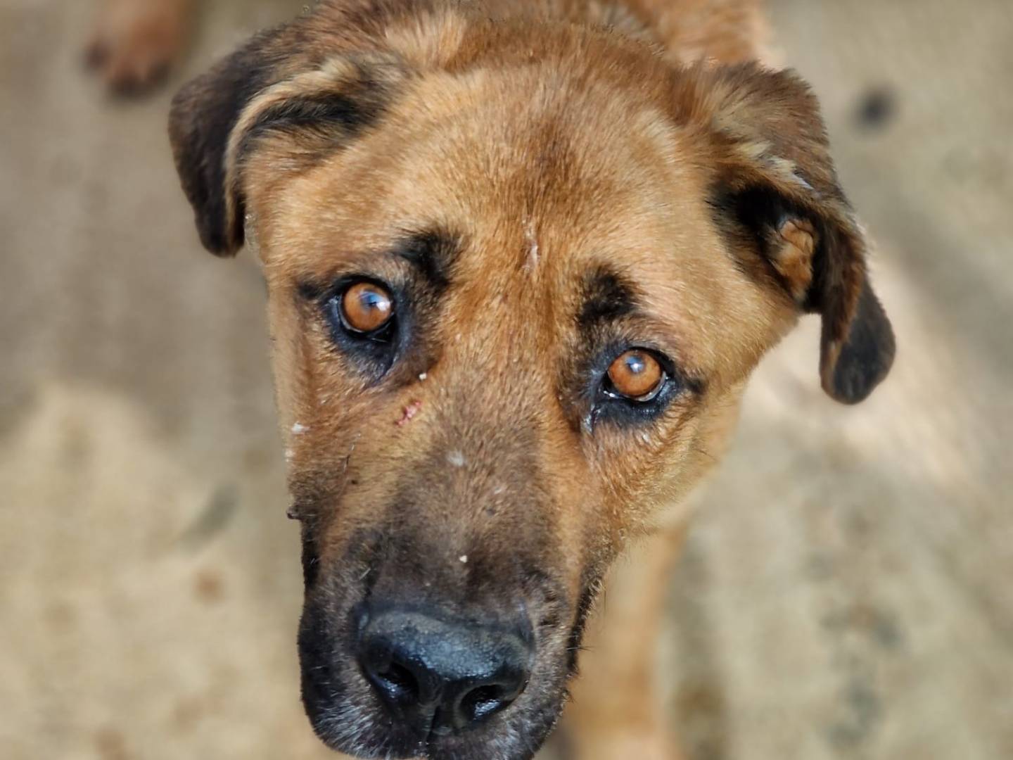 Adotta un cane, taglia media, maschio, Taranto