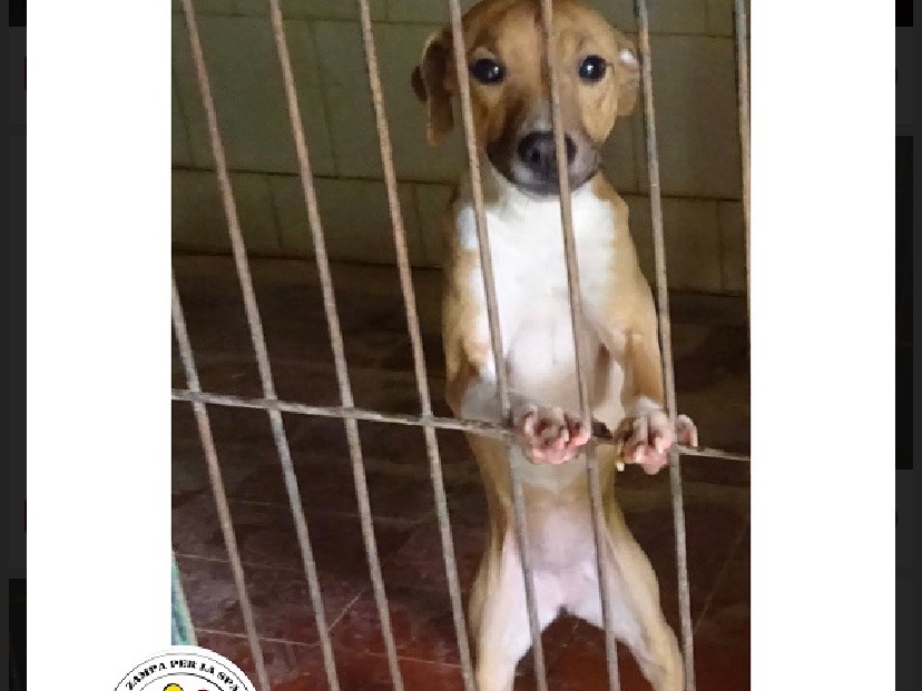Adotta un cane, femmina, 2 anni e 8 mesi, Milano