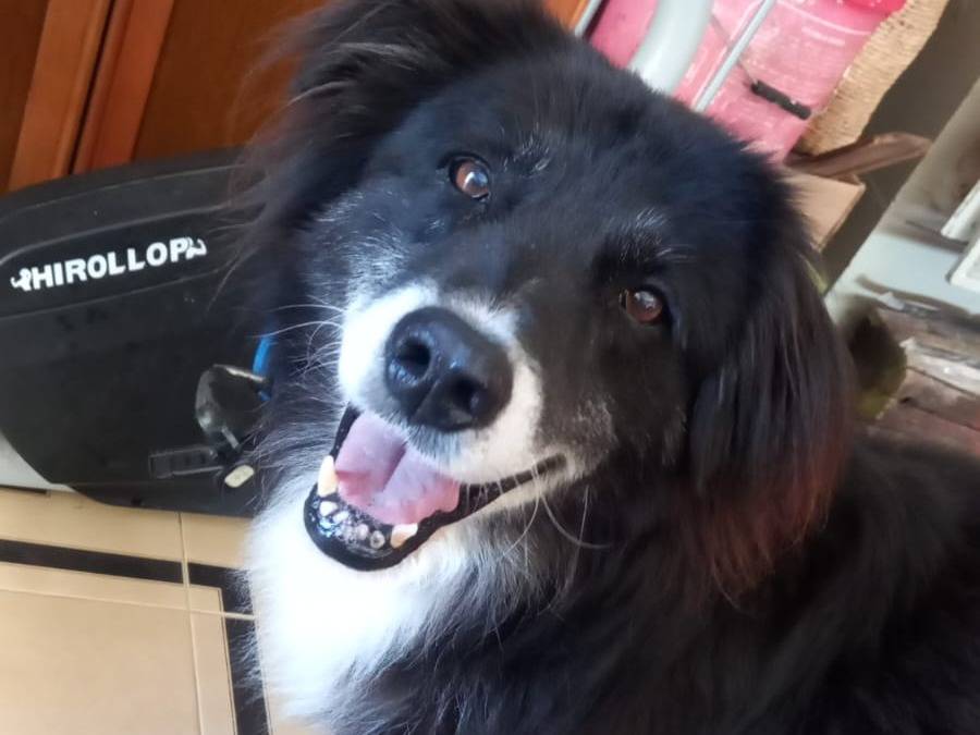 Adozione cane, maschio, meticcio, 10 anni e 10 mesi, taglia grande, Cosenza