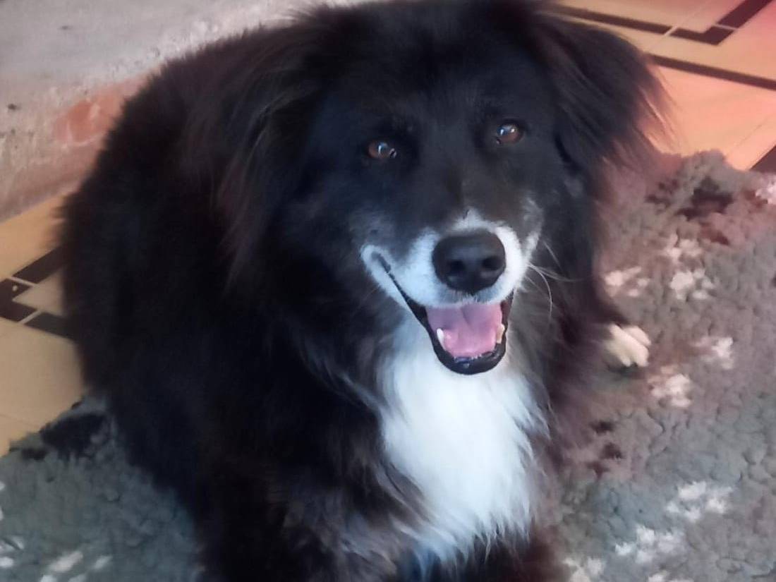 Adotta un cane, maschio, 10 anni e 10 mesi, Cosenza