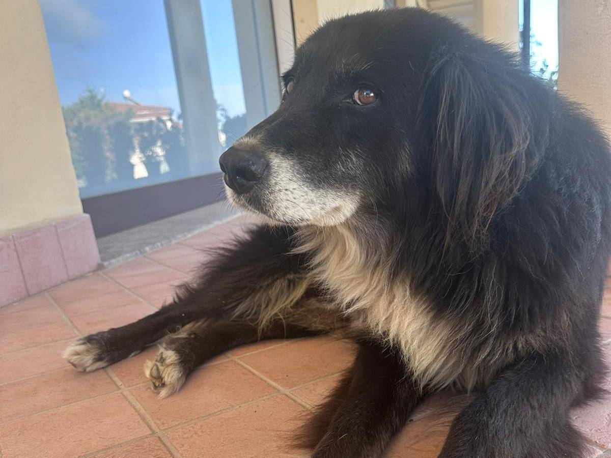 Adotta un cane, taglia grande, maschio, Cosenza