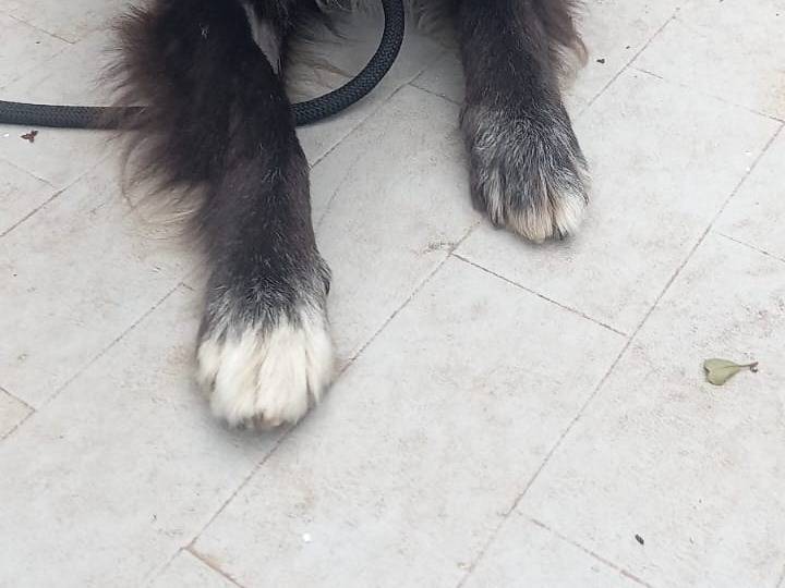 Vuoi adottare un cane a Cosenza?