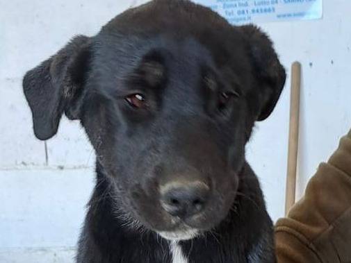 Adozione cane, femmina, meticcio, 1 anno e 9 mesi, taglia grande, Crotone