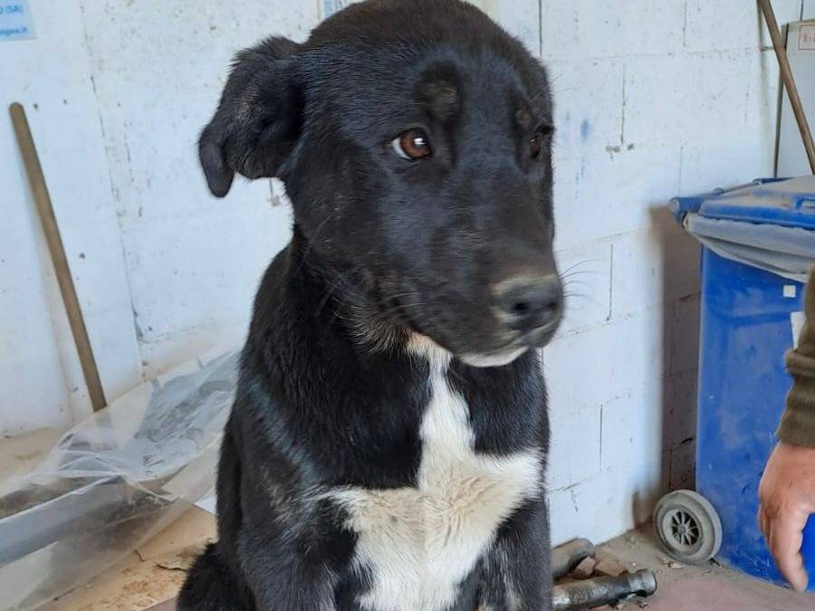Adotta un cane, taglia grande, femmina, Crotone
