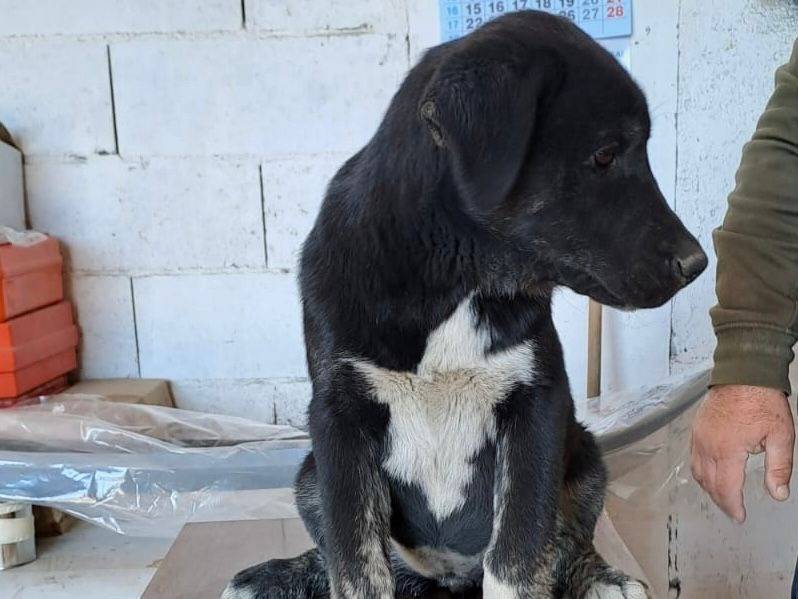 Vuoi adottare un cane a Crotone?