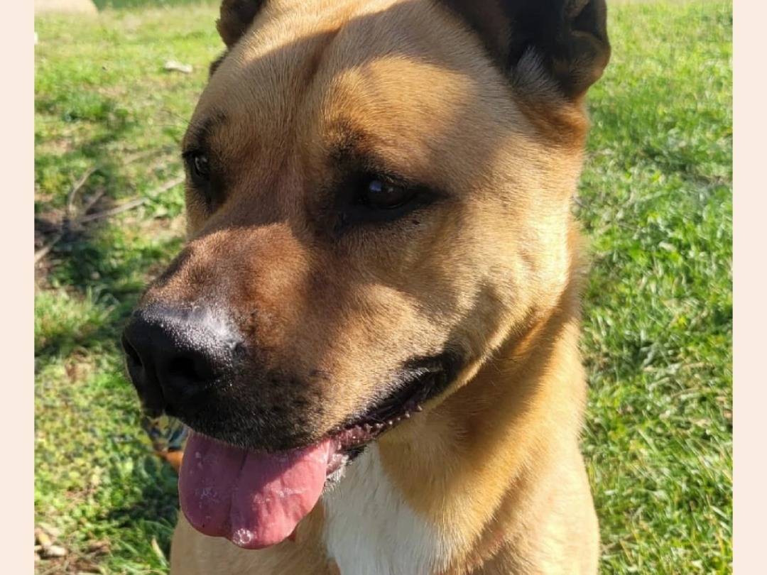 Adotta un cane, maschio, 7 anni  e 4 mesi , Milano