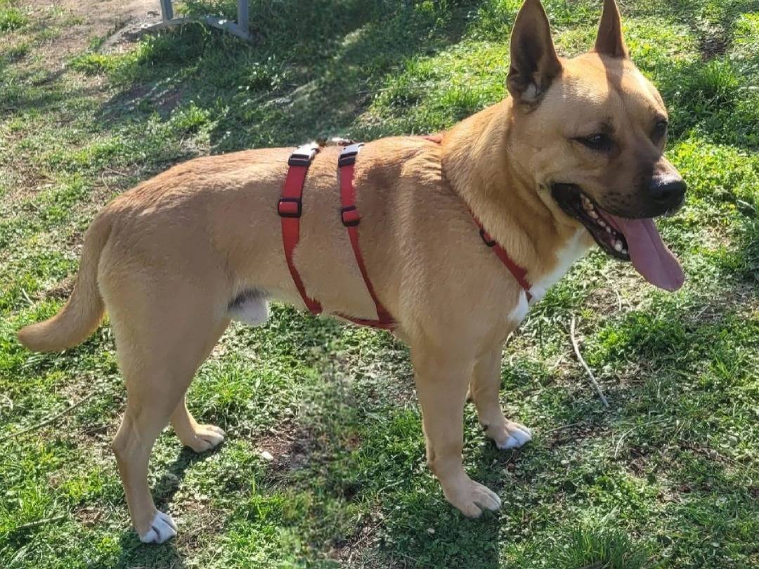Adotta un cane, taglia grande, maschio, Milano