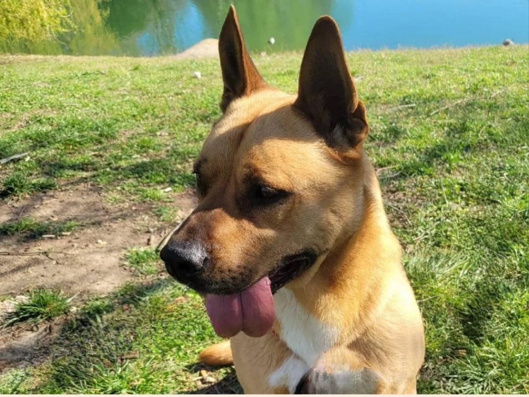 Vuoi adottare un cane a Milano?