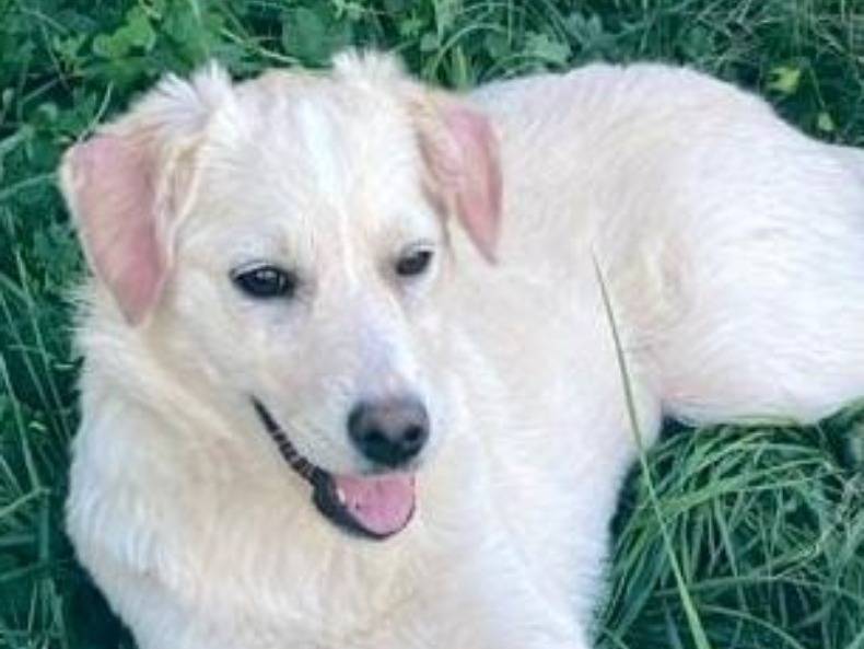 Adozione cane, femmina, meticcio, 2 anni, taglia media, Crotone