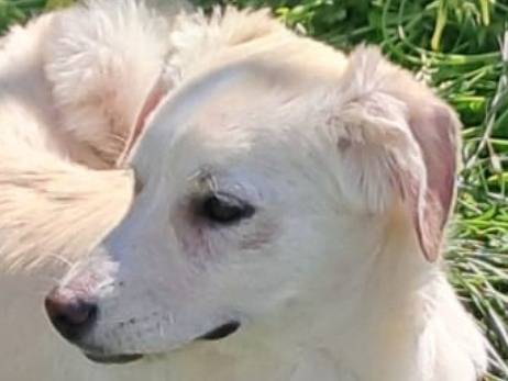 Vuoi adottare un cane a Crotone?