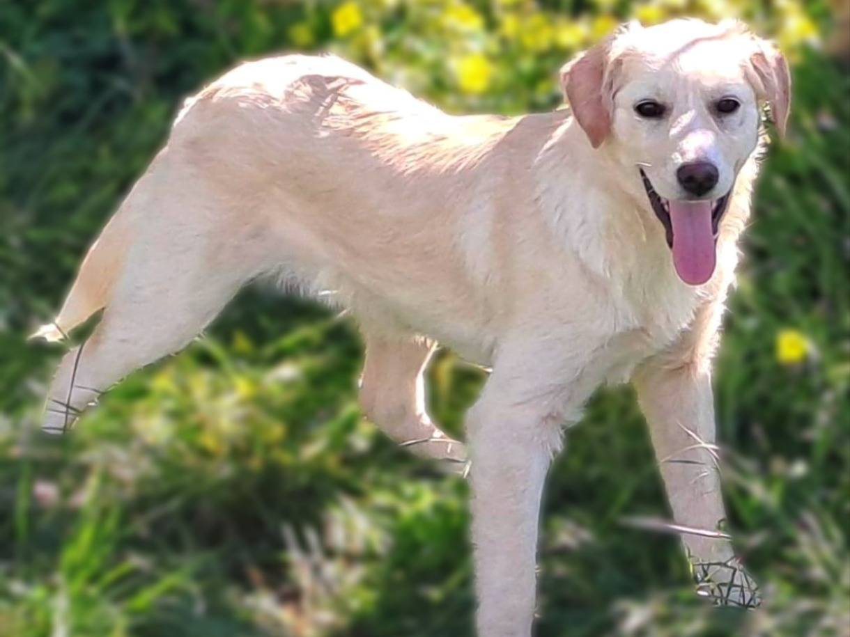 Adotta il cane FRIDA a Crotone