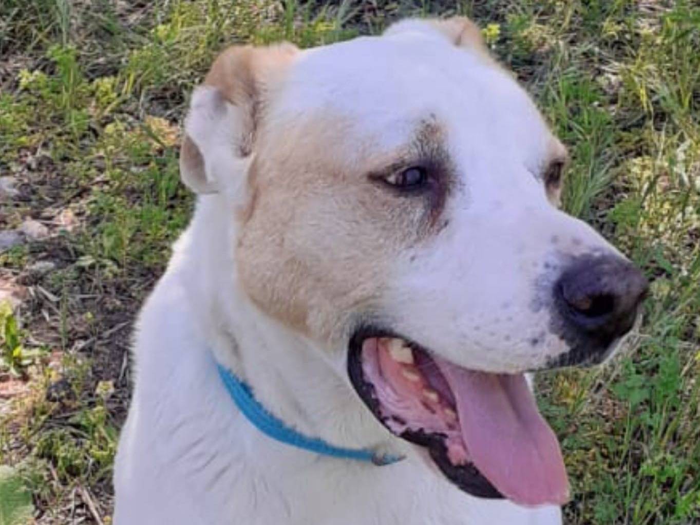 Adotta un cane, taglia media, maschio, Crotone