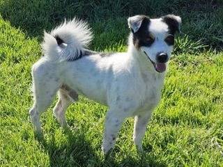 Adozione cane, maschio, Jack Russell Terrier, 2 anni  e 3 mesi , taglia piccola, Latina