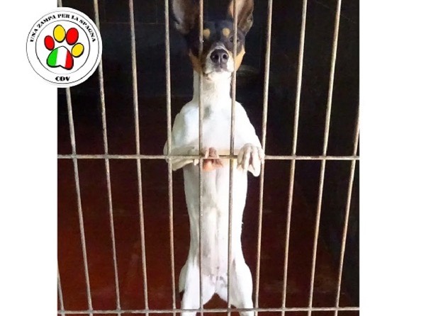 Adozione cane, femmina, meticcio, 3 anni e 4 mesi, taglia piccola, Milano