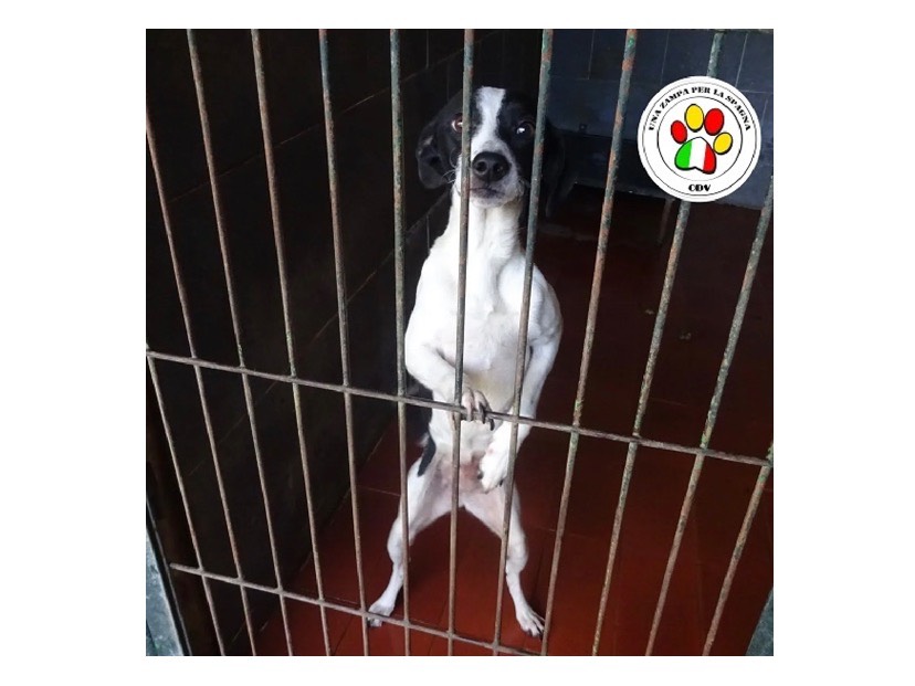 Adozione cane, femmina, meticcio, 3 anni e 4 mesi, taglia piccola, Milano
