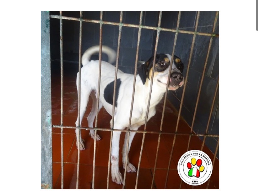 Adozione cane, maschio, meticcio, 5 anni e 4 mesi, taglia media contenuta, Milano