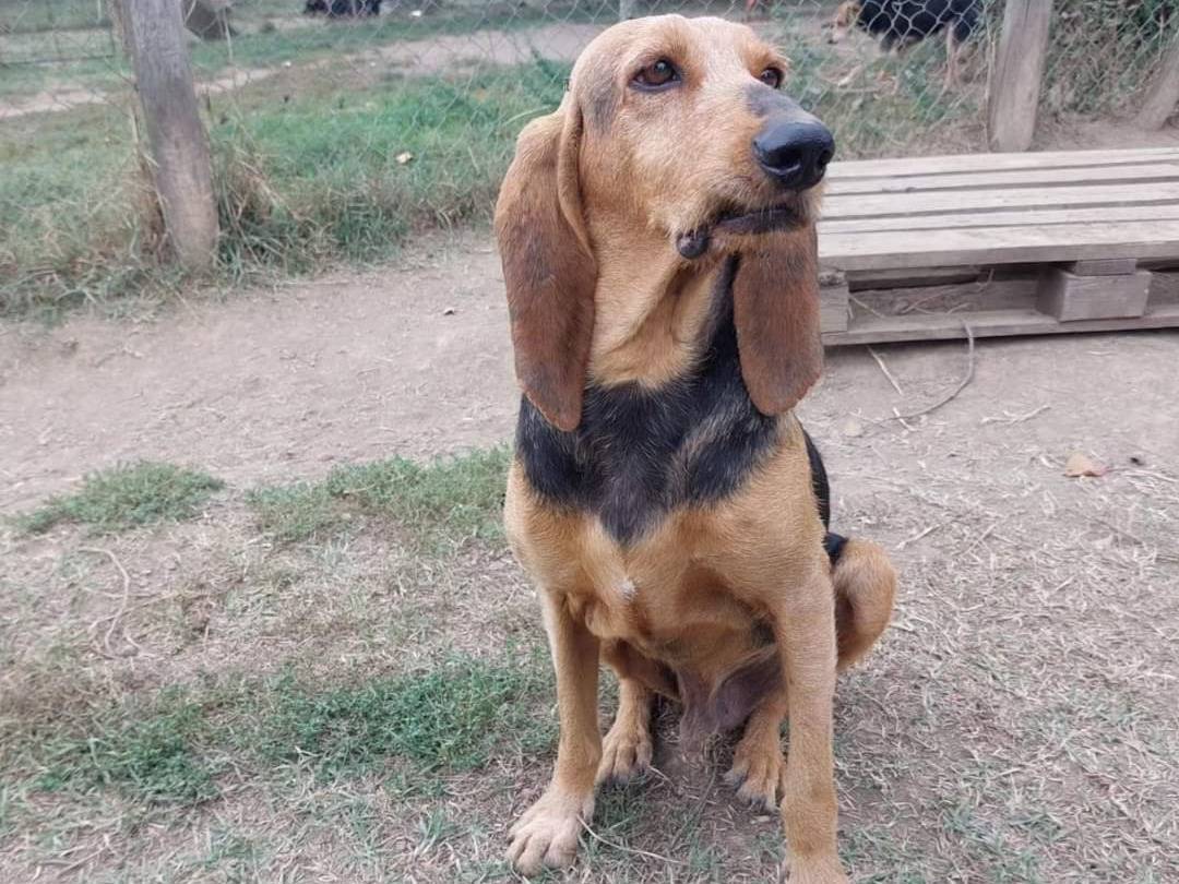 Adotta un cane, maschio, 7 anni  e 11 mesi , Viterbo