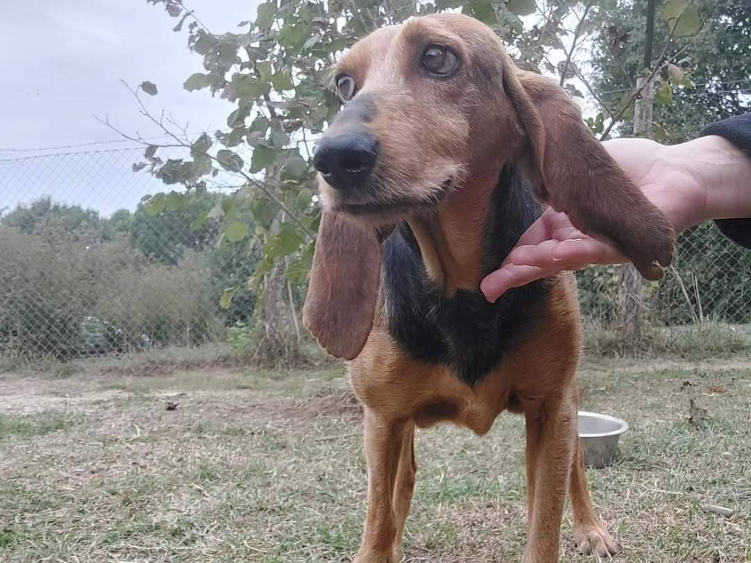 Adotta un cane, taglia media, maschio, Viterbo