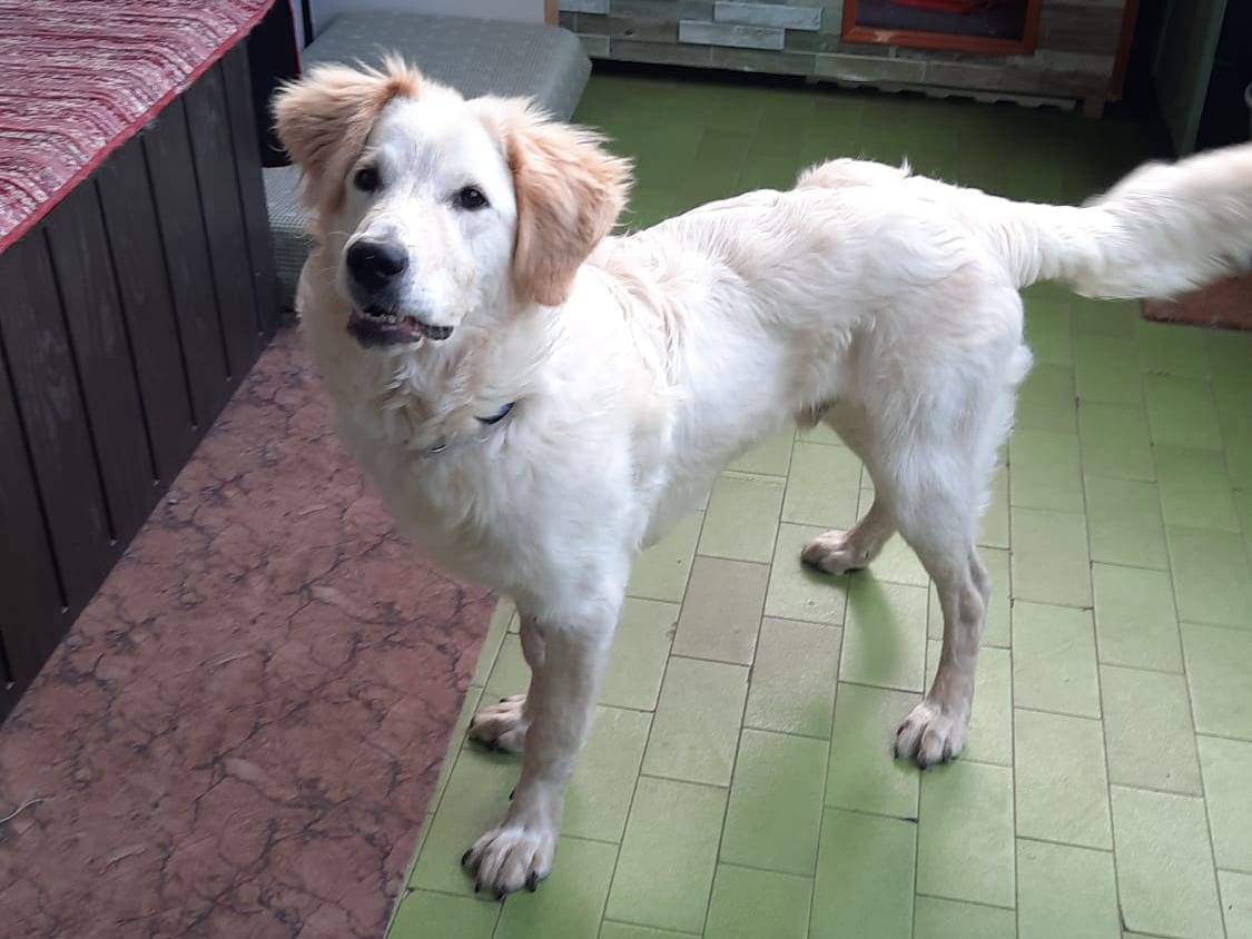 Adozione cane, maschio, Pastore maremmano, 8 mesi, taglia grande, Caserta