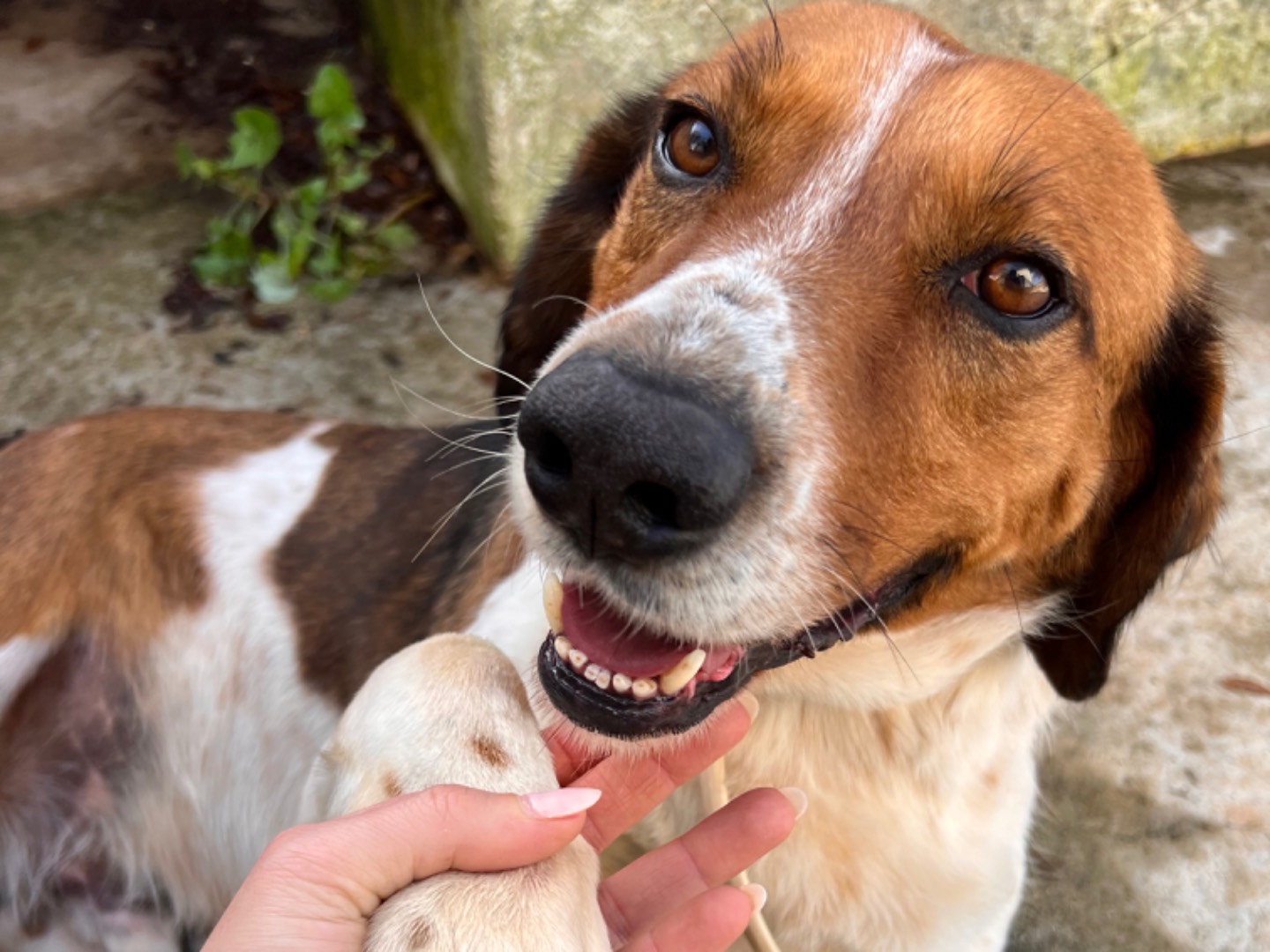 Vuoi adottare un cane a Bari?