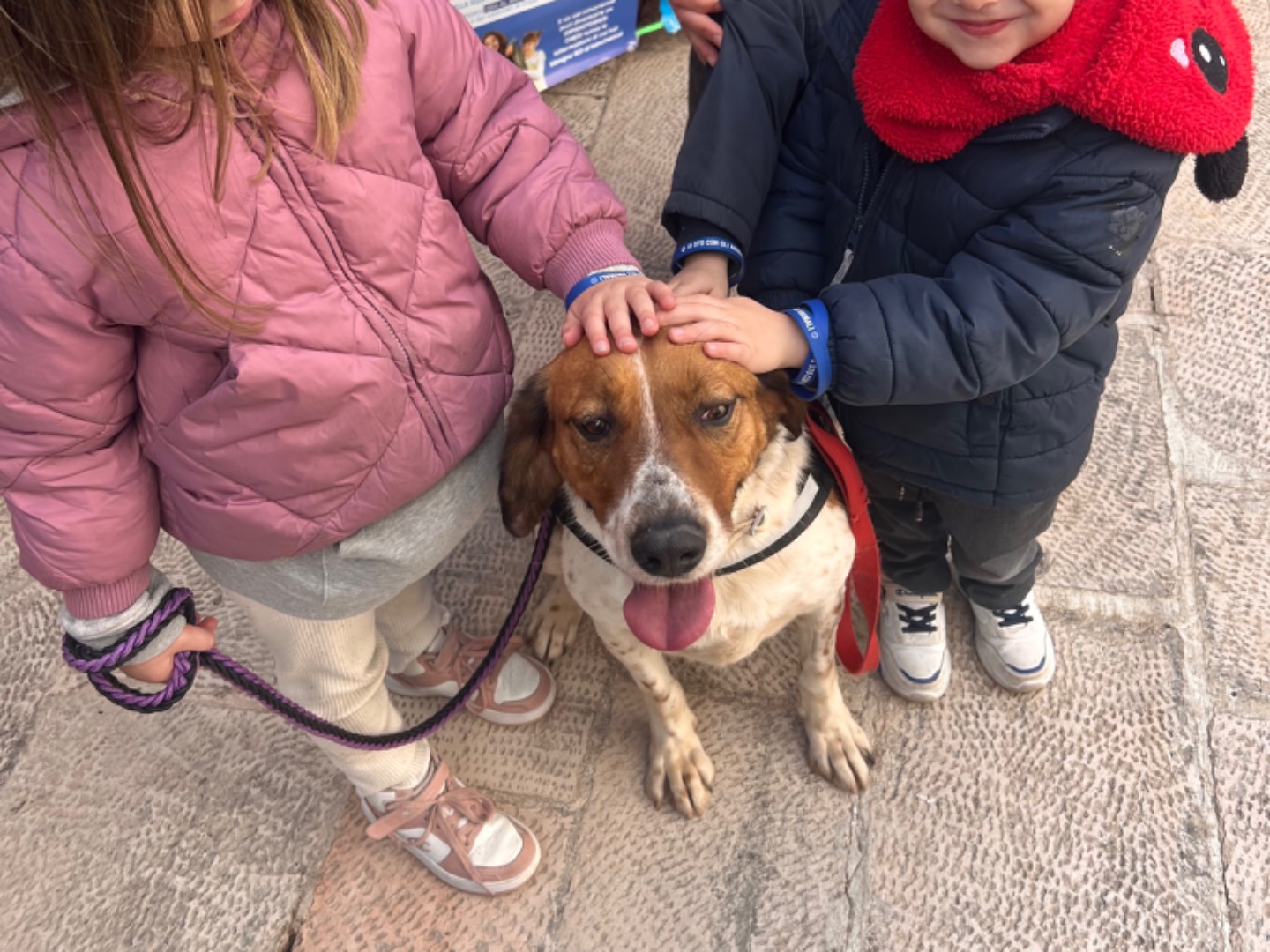 Adotta il cane Ami co a Bari