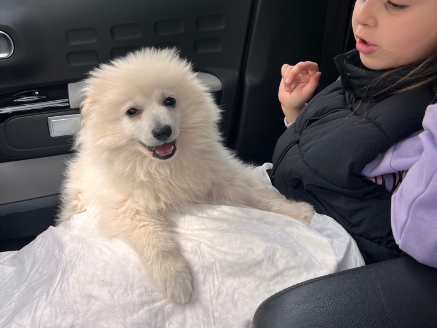 Adozione cane, maschio, Volpino di Pomerania, 1 anno e 9 mesi, taglia piccola, Bari