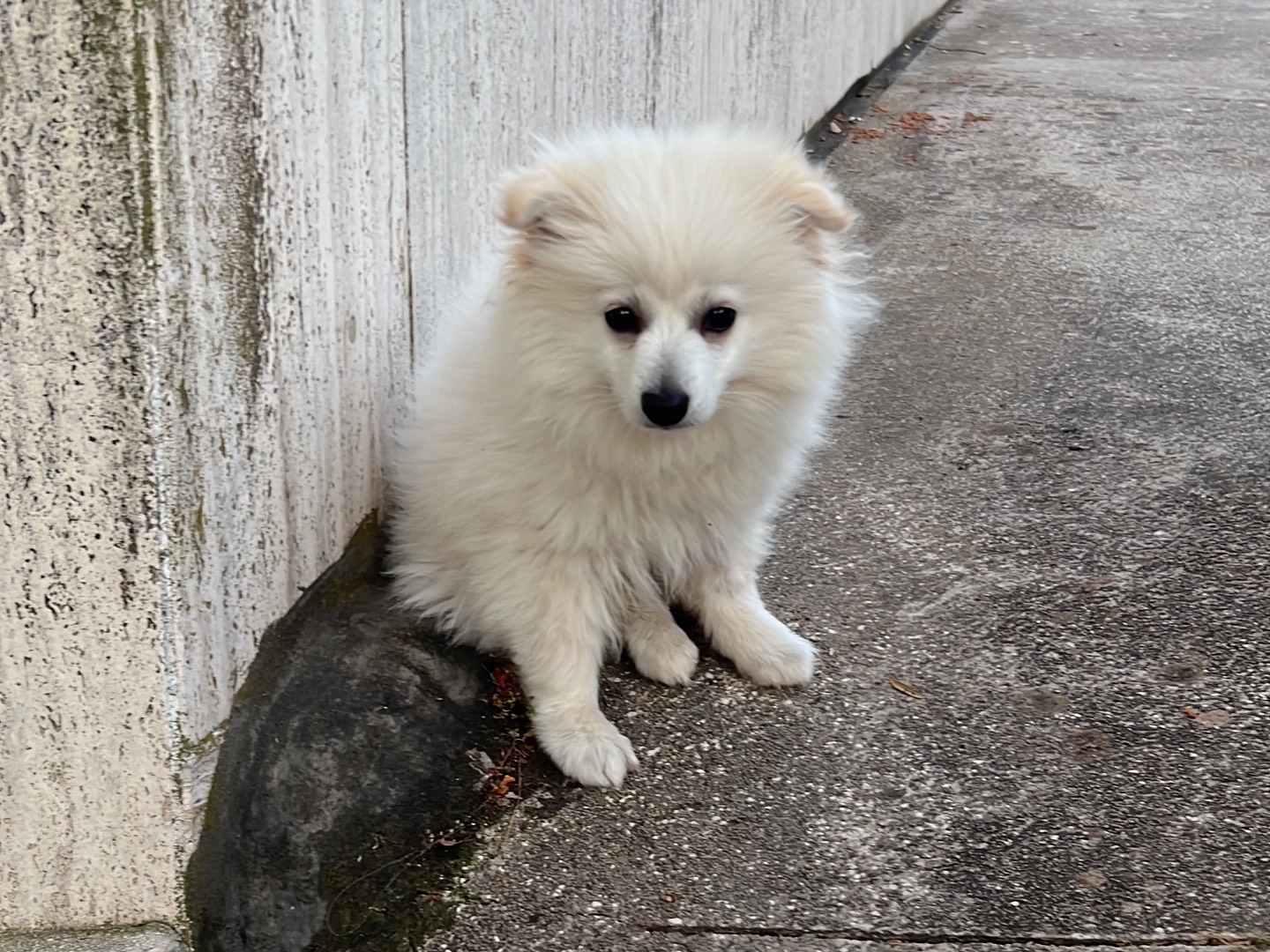 Adotta il cane Casper a Bari