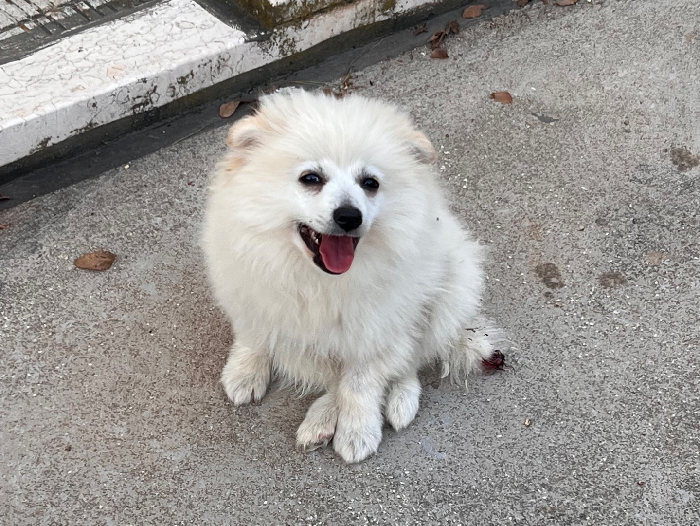 Adotta un cane, maschio, 1 anno e 9 mesi, Bari