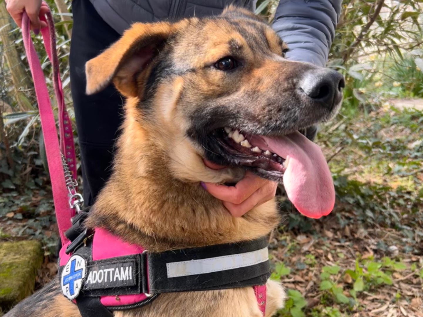 Adozione cane, maschio, Pastore tedesco, 3 anni e 5 mesi, taglia grande, Bari