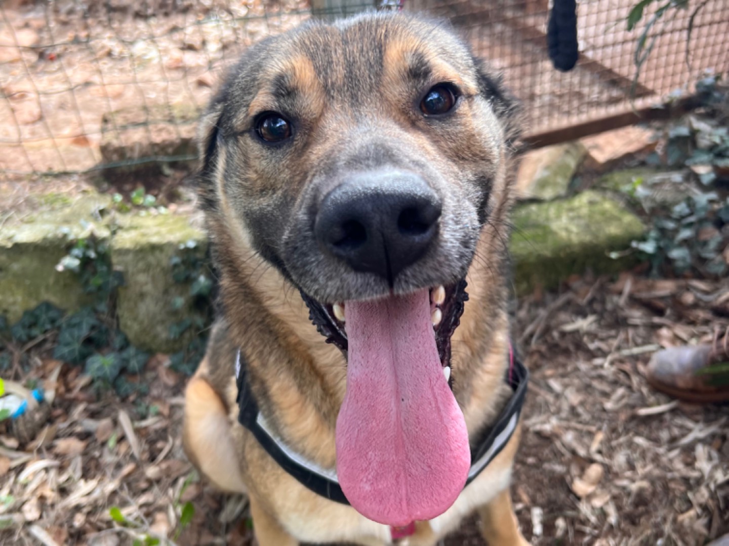 Adotta un cane, taglia grande, maschio, Bari