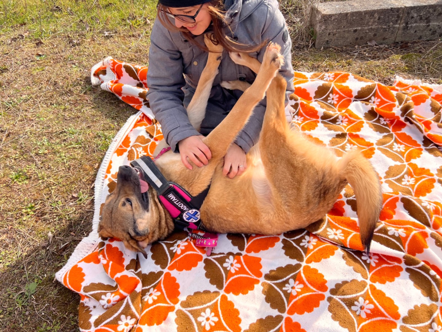 Vuoi adottare un cane a Bari?