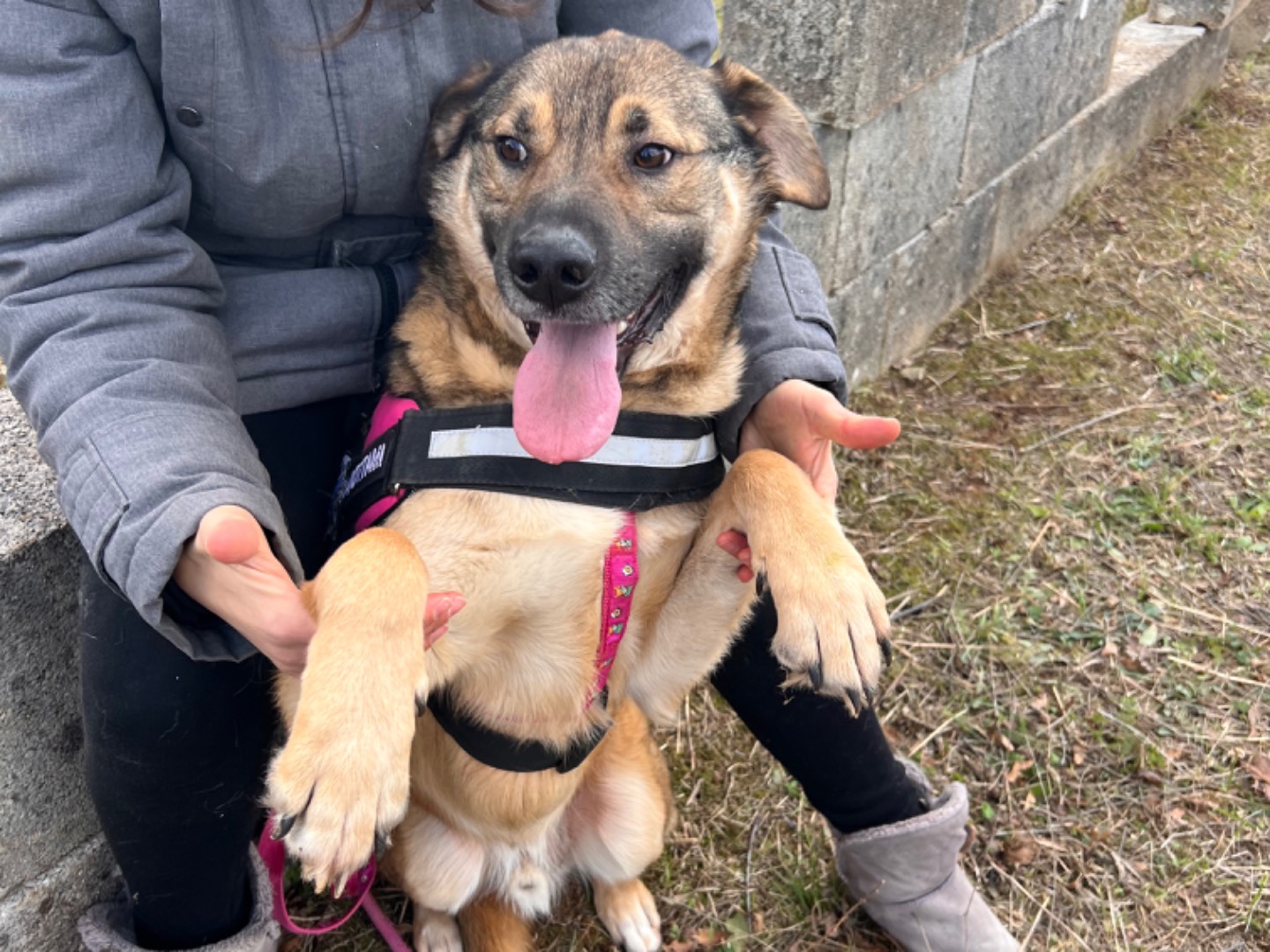 Adotta il cane Baloo a Bari