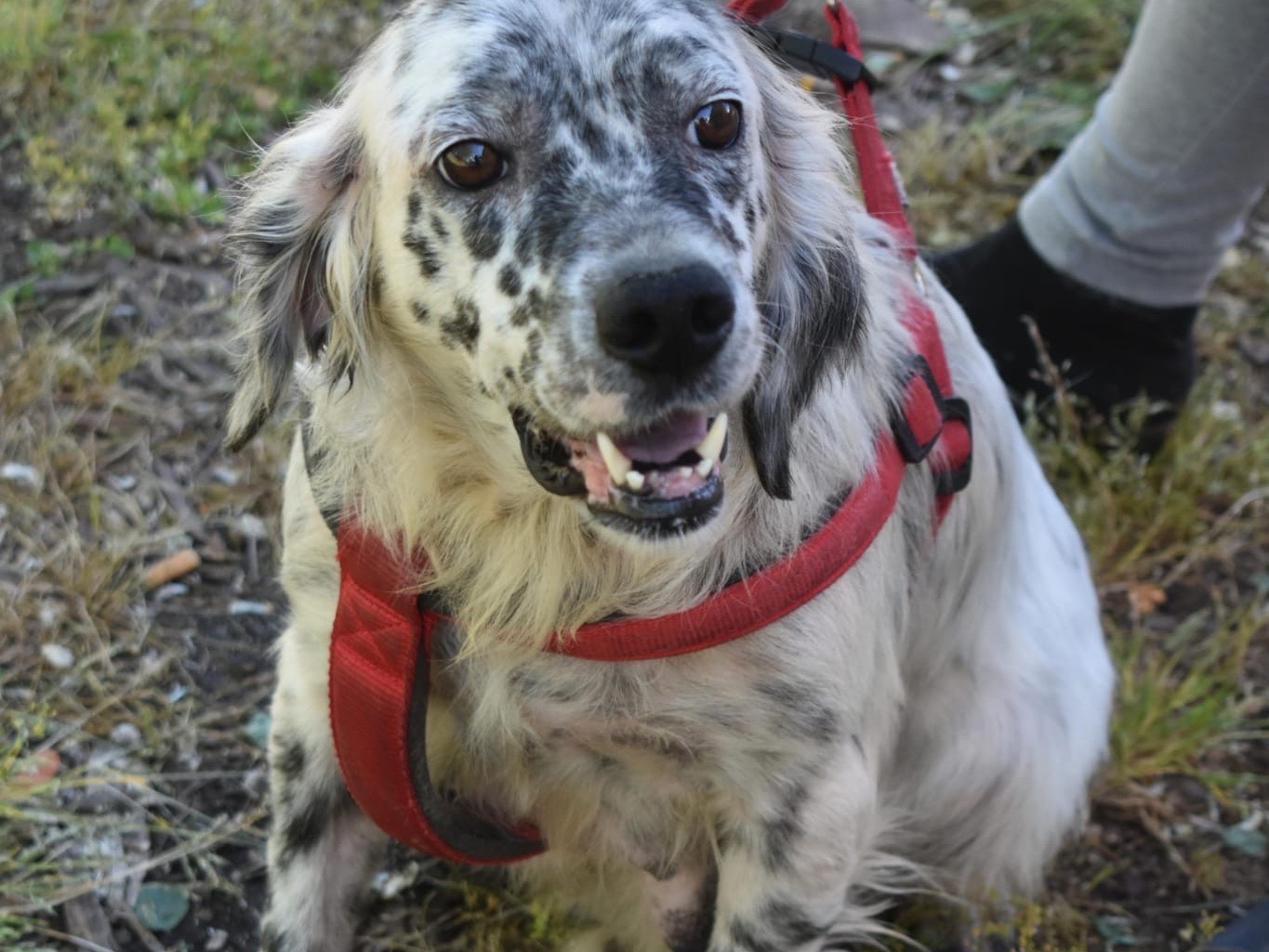 Adotta un cane, taglia media, femmina, Vibo