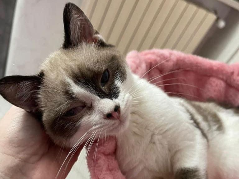 Adotta un gatto, maschio, 1 anno e 10 mesi , Bari