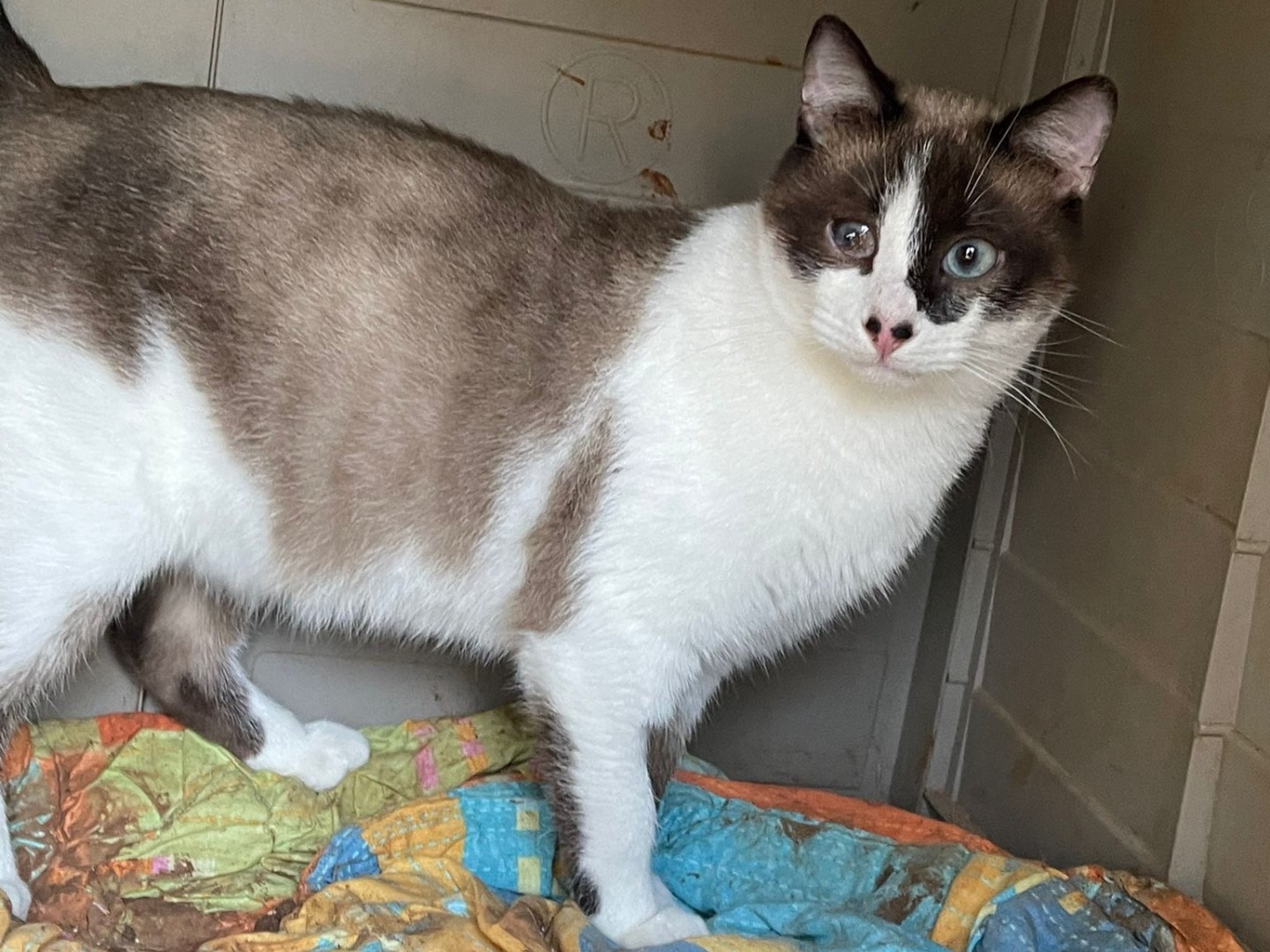 Adotta un gatto, taglia non valida, maschio, Bari