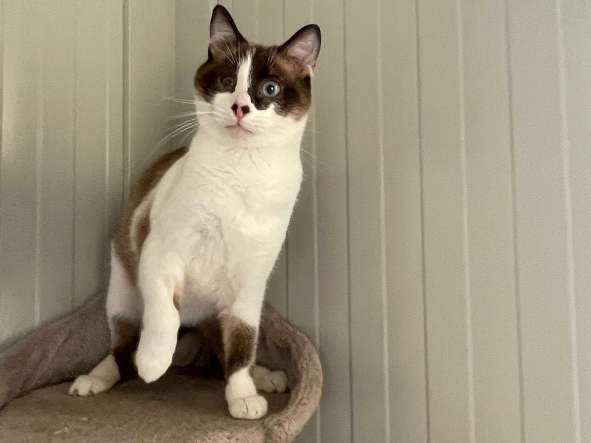 Vuoi adottare un gatto a Bari?