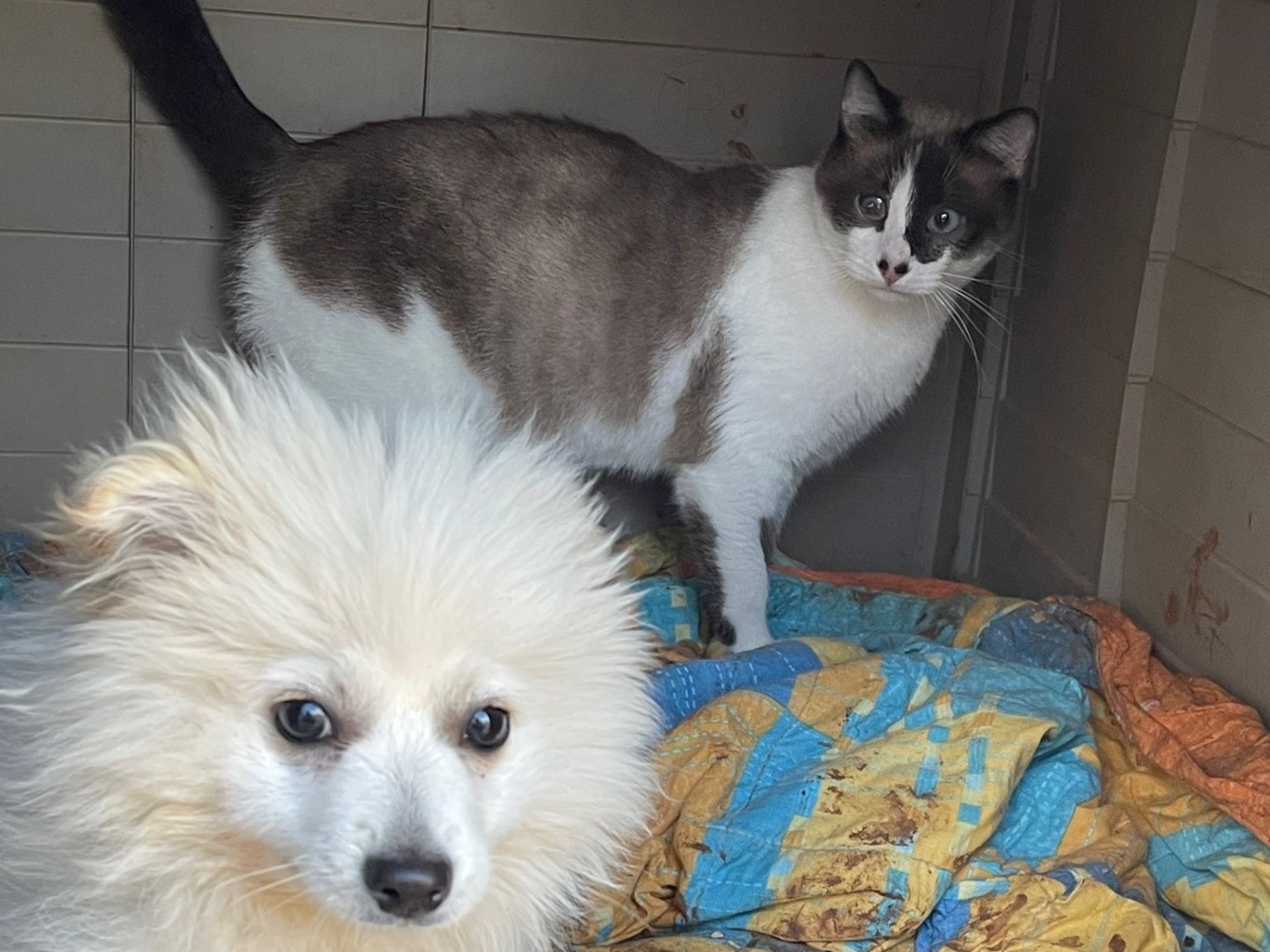 Adotta il gatto Samy a Bari