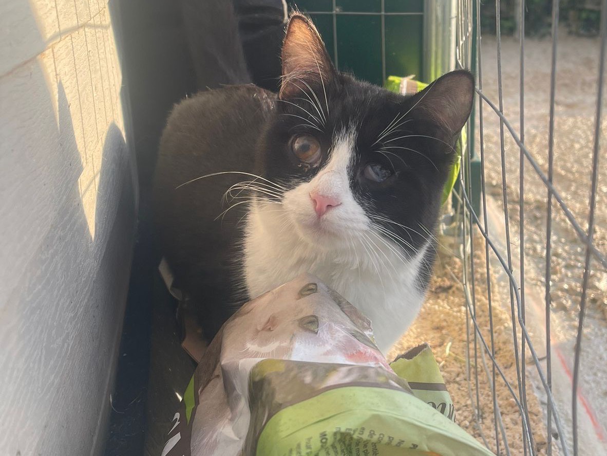 Adotta un gatto, femmina, 1 anno e 9 mesi , Bari