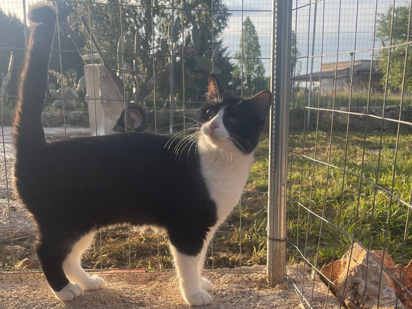 Adotta un gatto, taglia non valida, femmina, Bari