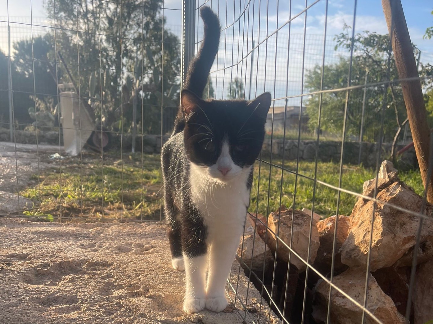 Adotta il gatto Tina a Bari