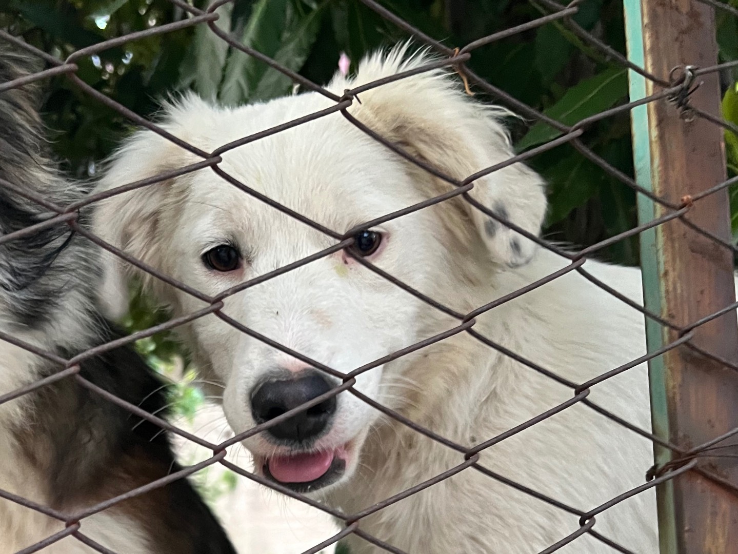 Foto dell'animale