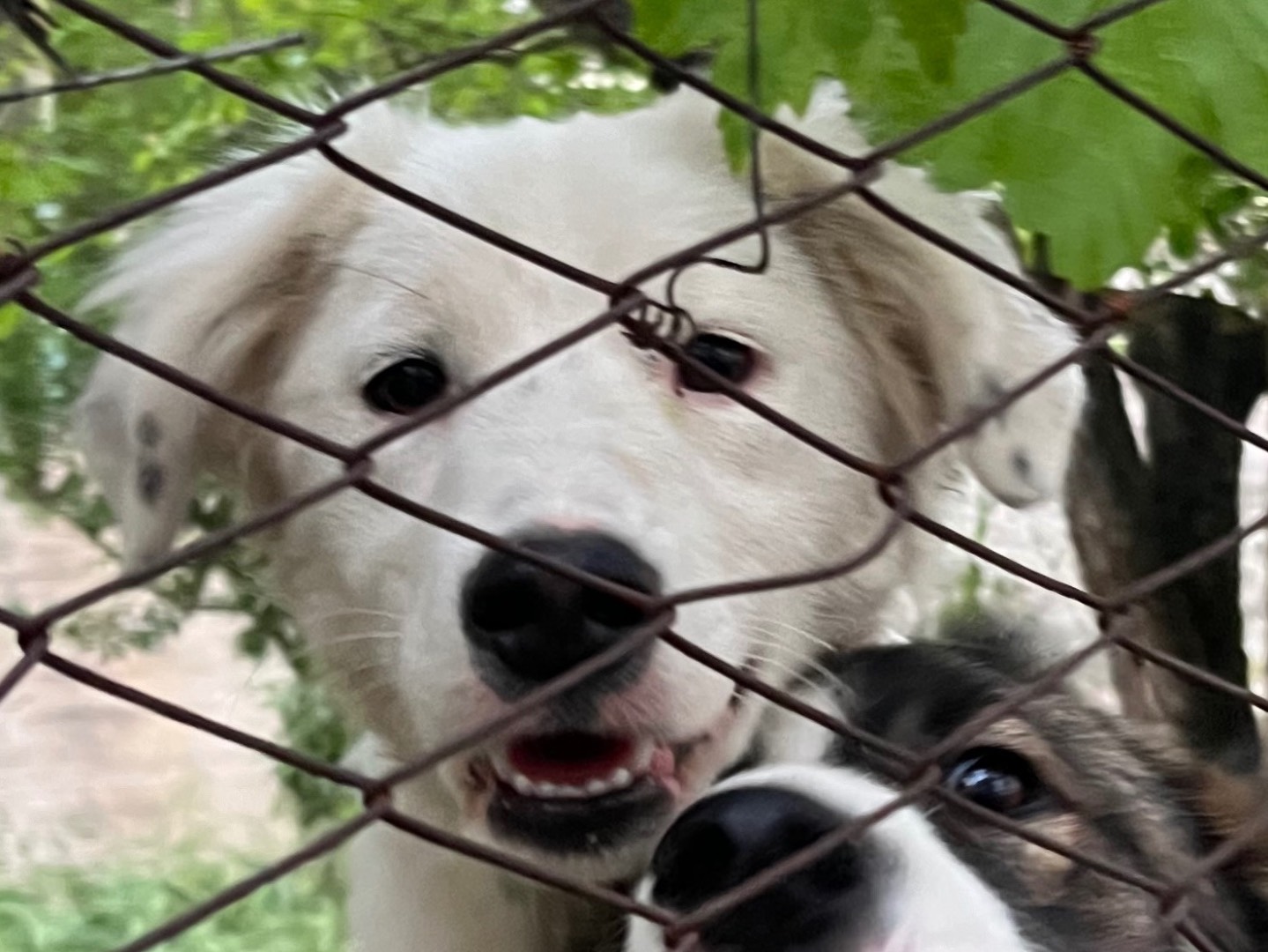 Adotta un cane, femmina, 1 anno e 9 mesi , Catanzaro